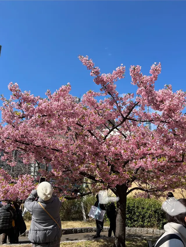 錦糸公園の河津桜