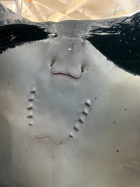 上越市立水族博物館 うみがたり（旧：上越市立水族博物館）