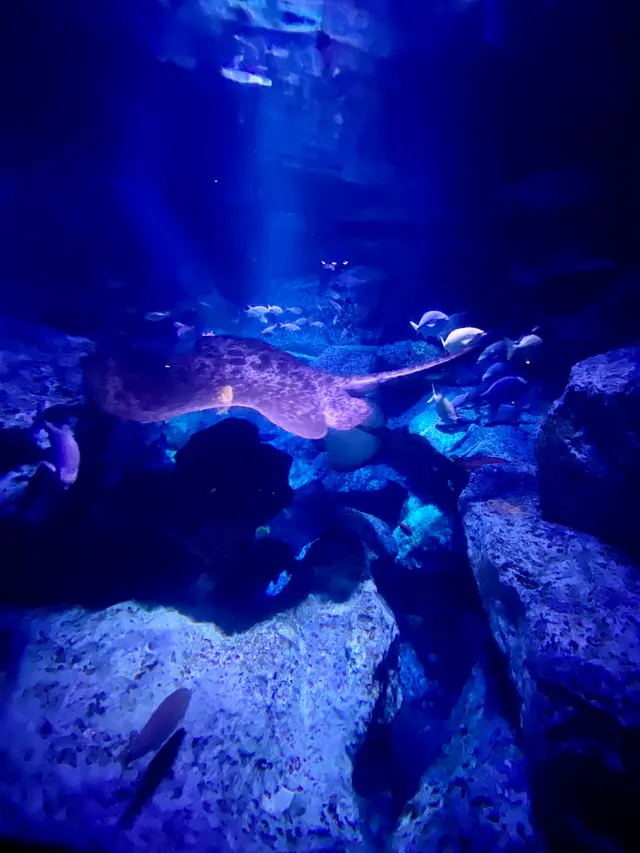 すみだ水族館