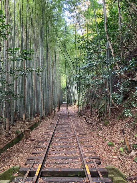 倉吉線廃線竹林