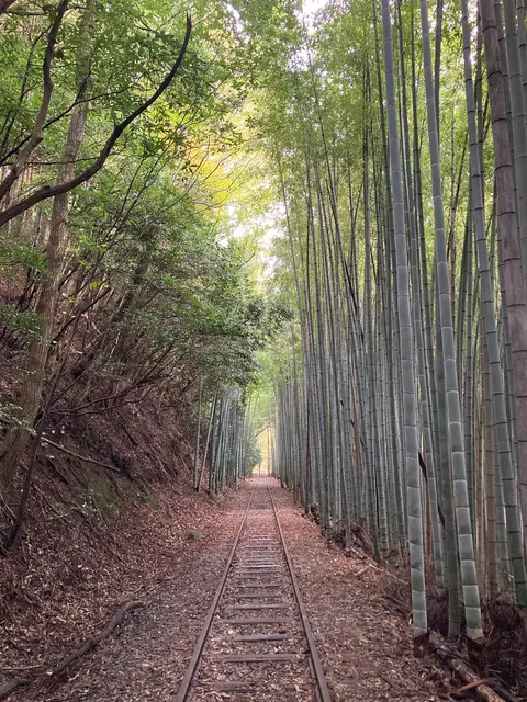 倉吉線廃線竹林