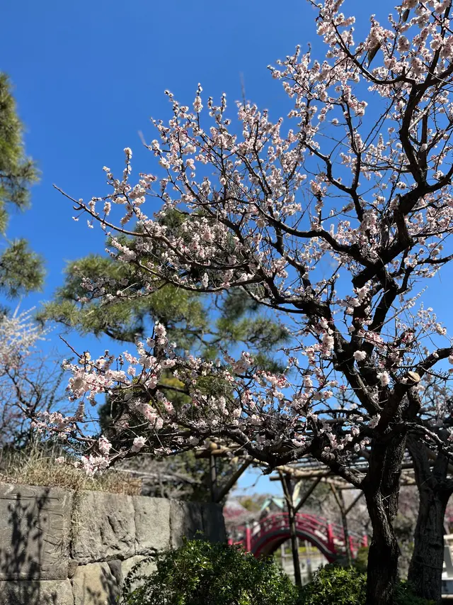 亀戸天神社
