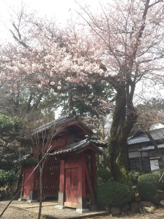 豪徳寺