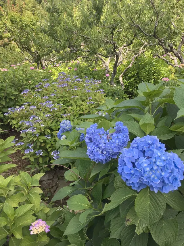 本光寺