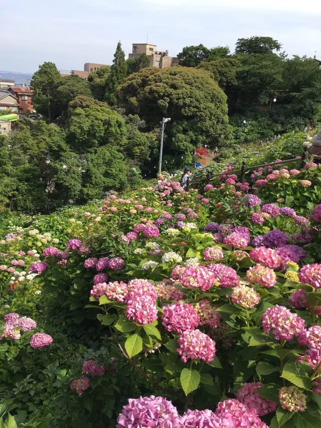 形原温泉あじさいの里