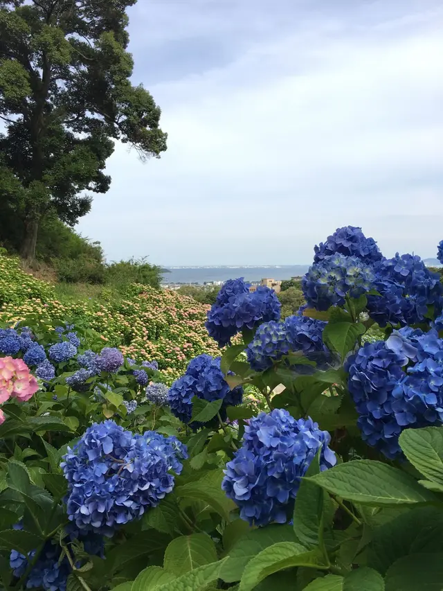 形原温泉あじさいの里