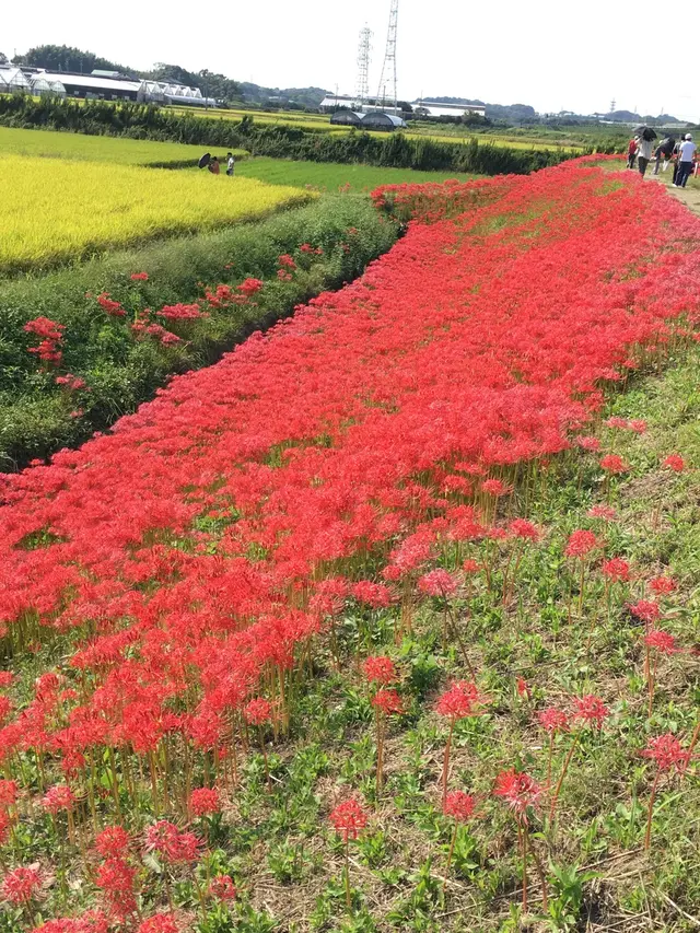 矢勝川の彼岸花