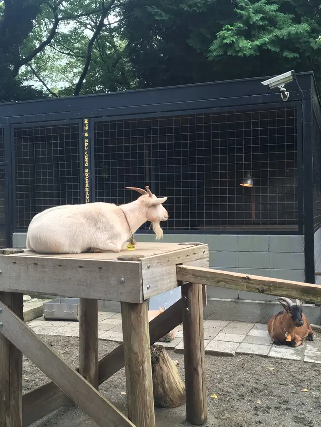 夢見ケ崎動物公園