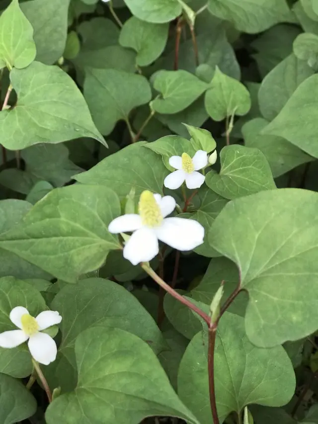 洗足池