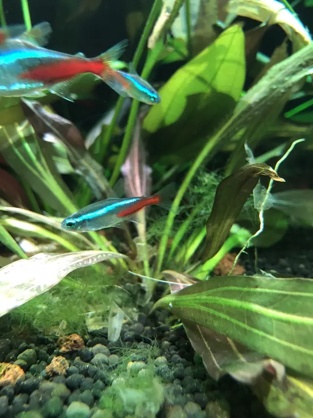 アクア・トトぎふ