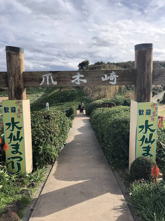爪木崎の水仙