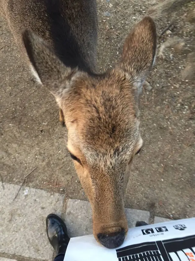 奈良公園