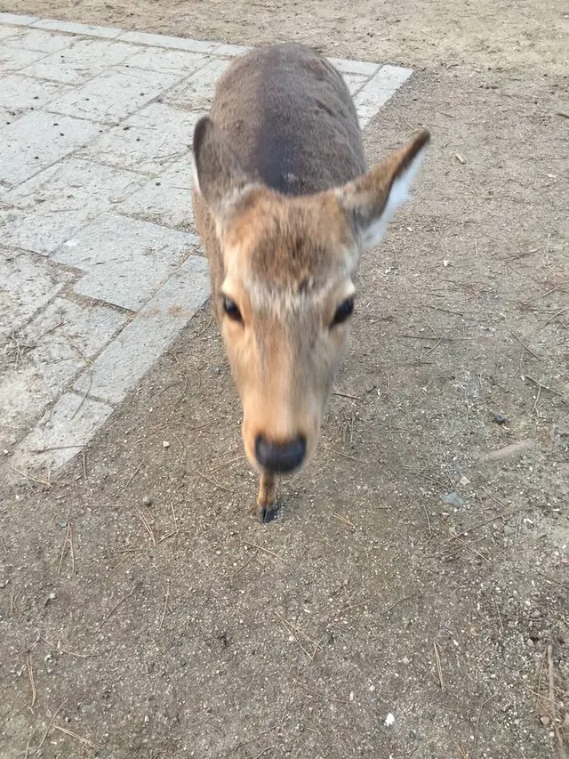奈良公園