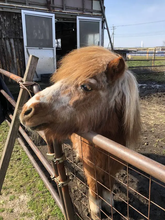 ふれあいファミリー牧場