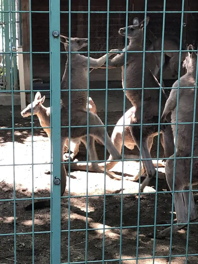 桐生が岡動物園