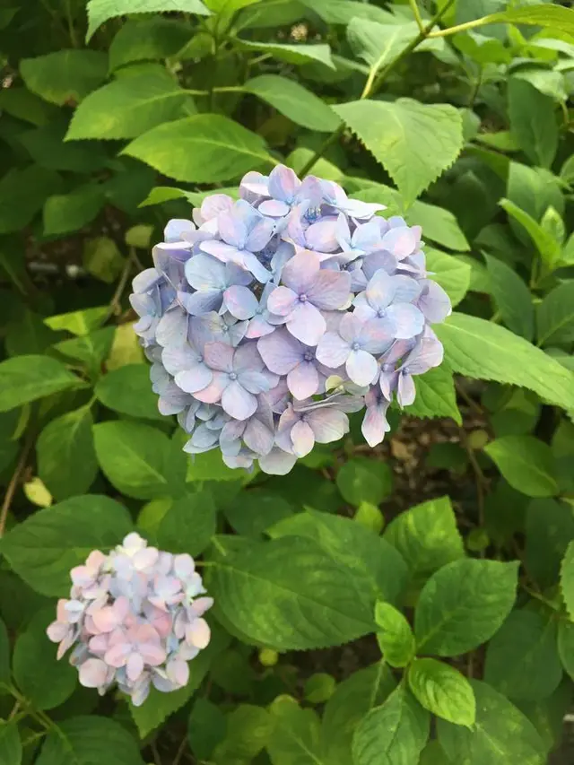 梅宮大社 神苑
