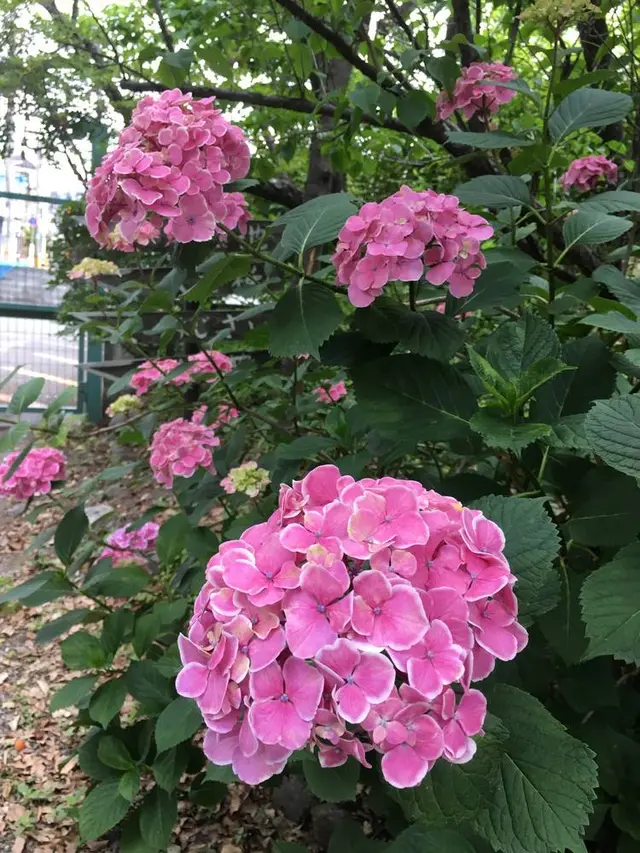 梅宮大社 神苑