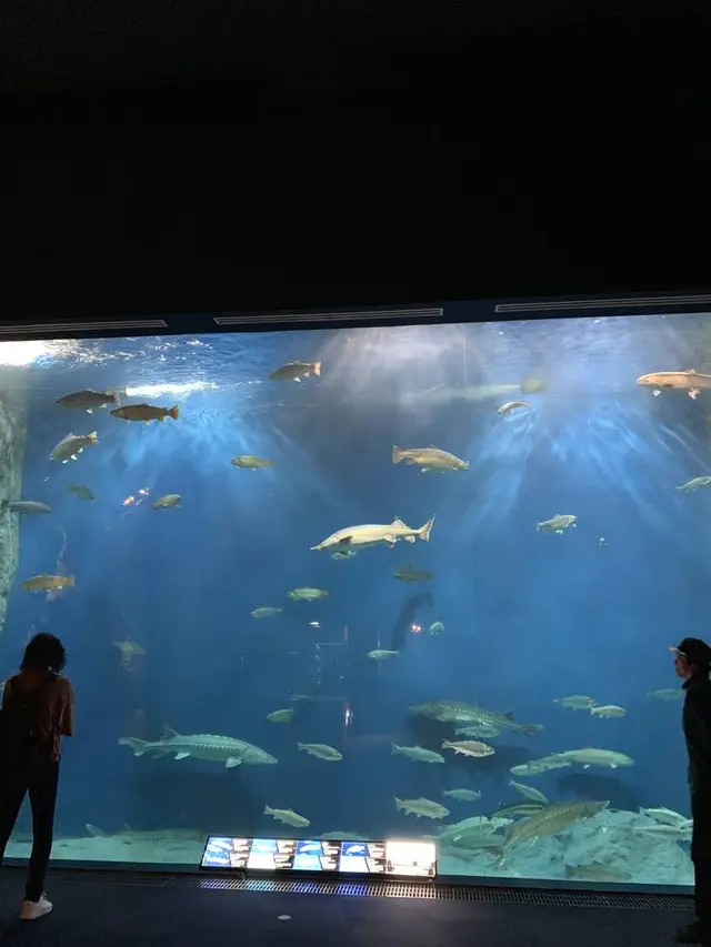 サケのふるさと 千歳水族館