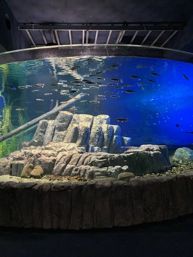 サケのふるさと 千歳水族館