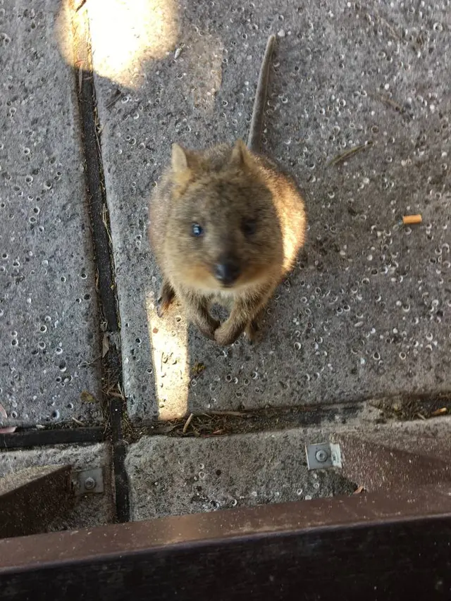Rottnest Island（ロットネスト島）