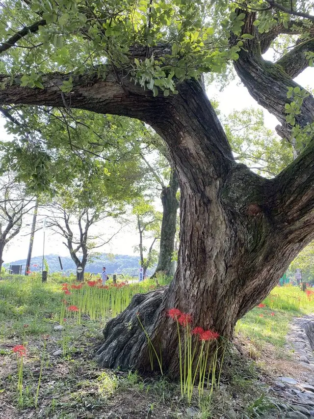 曼珠沙華公園