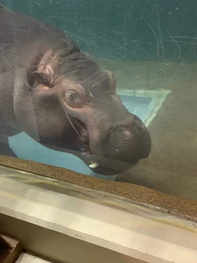 旭川市 旭山動物園