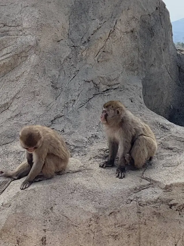 旭川市 旭山動物園