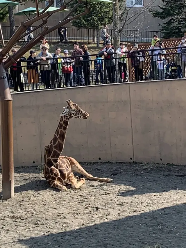 旭川市 旭山動物園