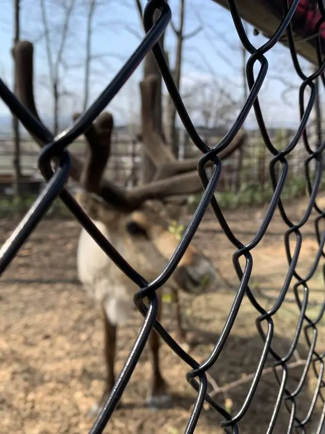 旭川市 旭山動物園