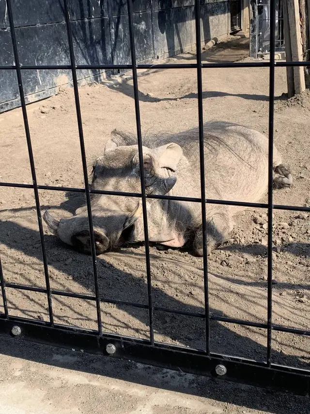 旭川市 旭山動物園