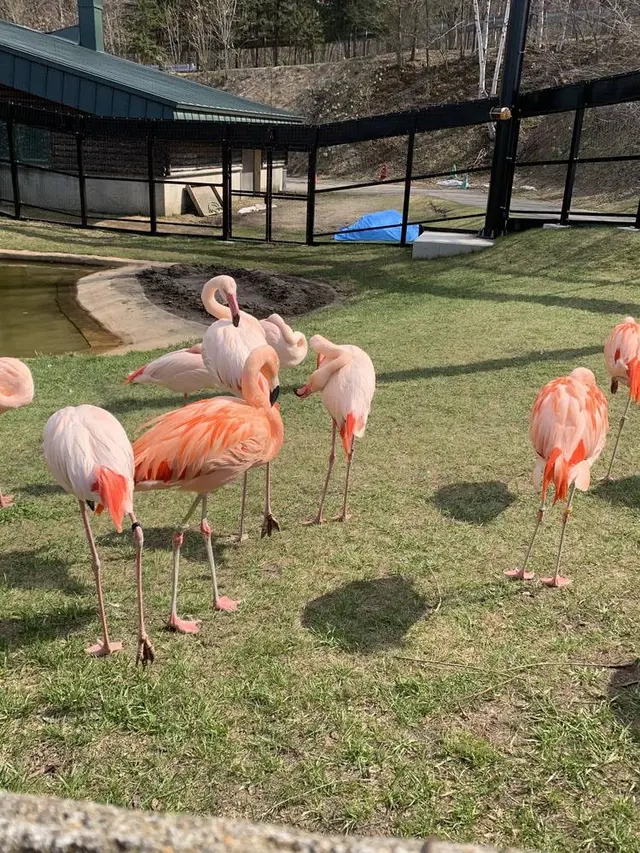 旭川市 旭山動物園