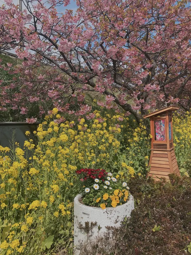 河津桜並木&菜の花ロード