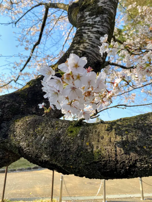 安住神社 バイク神社