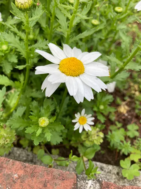 蒔田公園