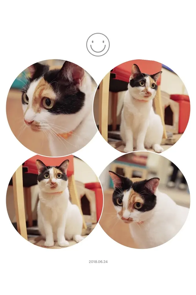 猫まるカフェ 上野店