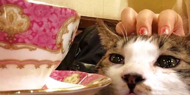 【新宿】こんなお店見たことない！１人でも楽しめる変わったカフェまとめ