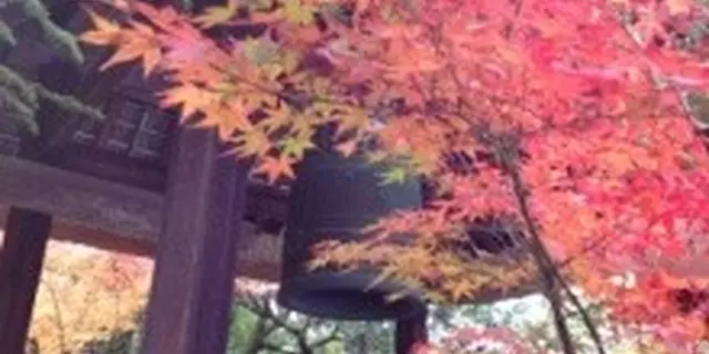 鷹峯光悦寺、源光庵を見て、紅葉の穴場鏡石通りを通り金閣寺、北野天満宮、千本釈迦堂へたどる欲張りコース