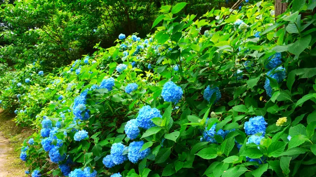 梅雨シーズンだから楽しめるあじさい公園