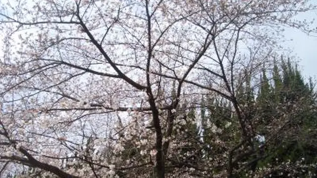 桜の名所・桜之宮公園を散策