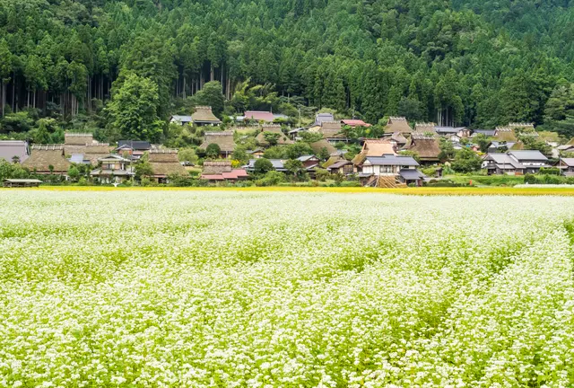 【美山】おやつをつまみながら日本の原風景を歩く♪ かやぶきおやつさんぽ