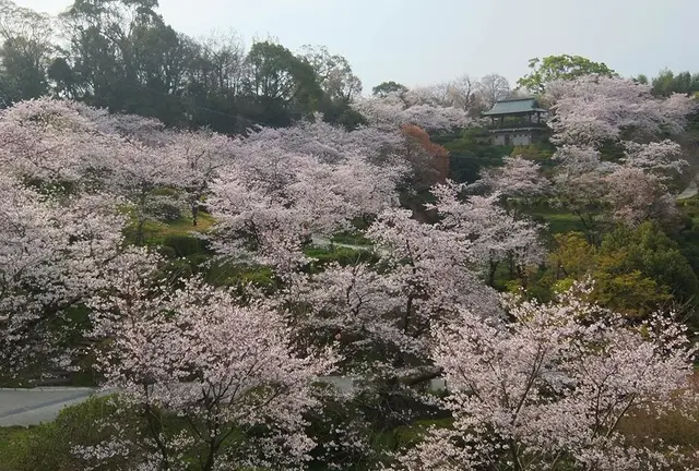 桜咲く菊池公園散策＆日本の名湯百選菊池温泉でつるつる美肌の温泉三昧