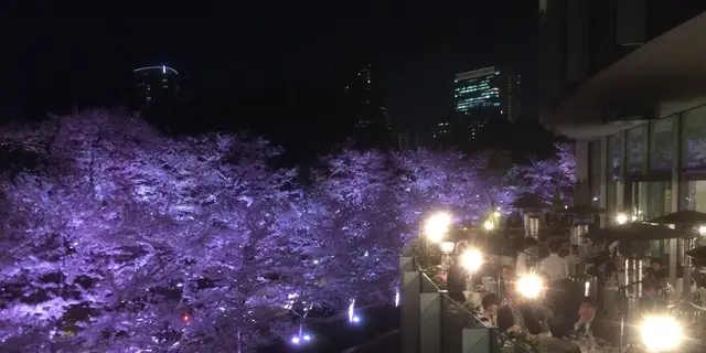 イタリアでも出来ない最高のピッツァお花見！