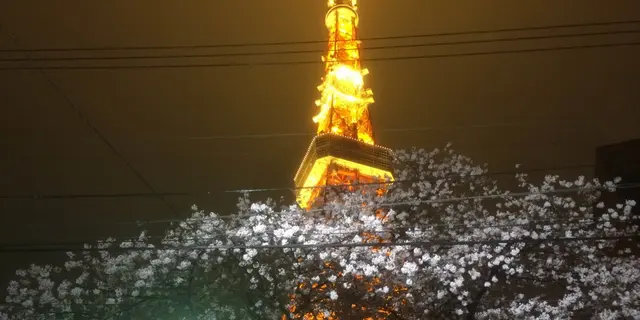 花見の季節に桜越しの東京タワーを眺めながら食事デートをしたい！
