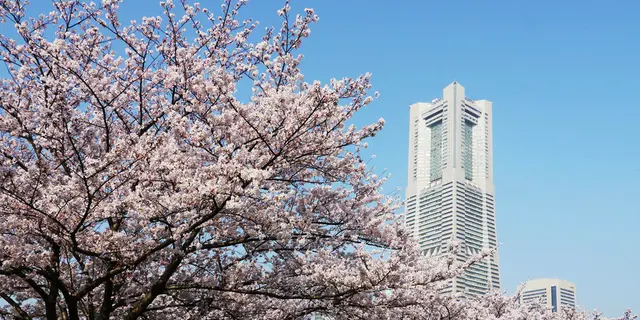 横浜 みなとみらい基点 桜お花見・散策スポット15巡り & テイクアウト店