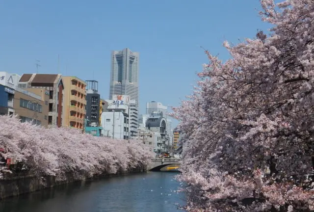 桜もお酒も食事も楽しみたい！横浜・大岡川沿いのお花見プラン