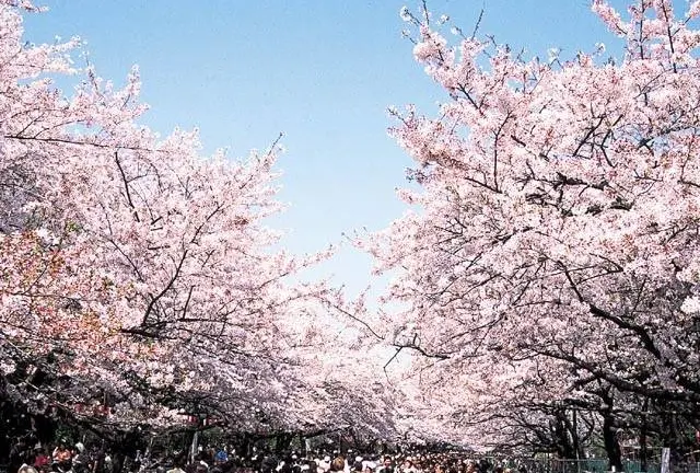 一度は行っておきたい桜の名所、上野公園。花見の後は、アメ横で昼呑みも！