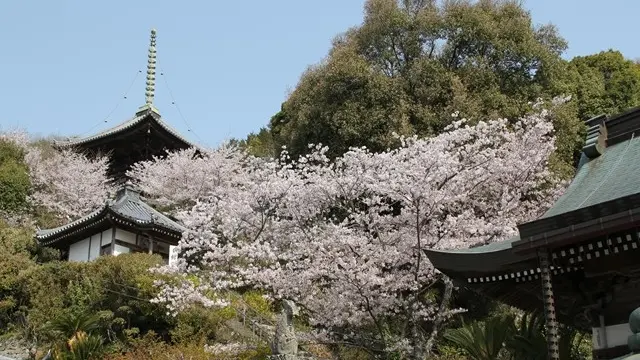 八十八か所遍路　巡礼と寄り道？　阿波市7番十楽寺～10番切幡寺～♪