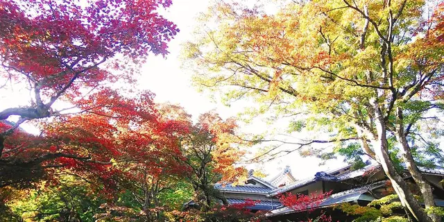 「そうだ、京都・洛西の穴場の寺社、行こう。」