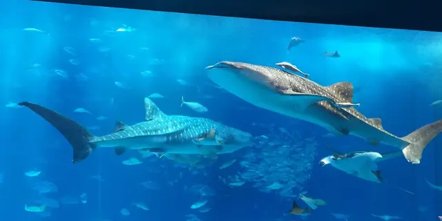 沖縄美ら海水族館