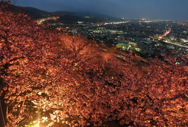 早咲きの桜と夜景のコラボ。神奈川ローカルドライブ